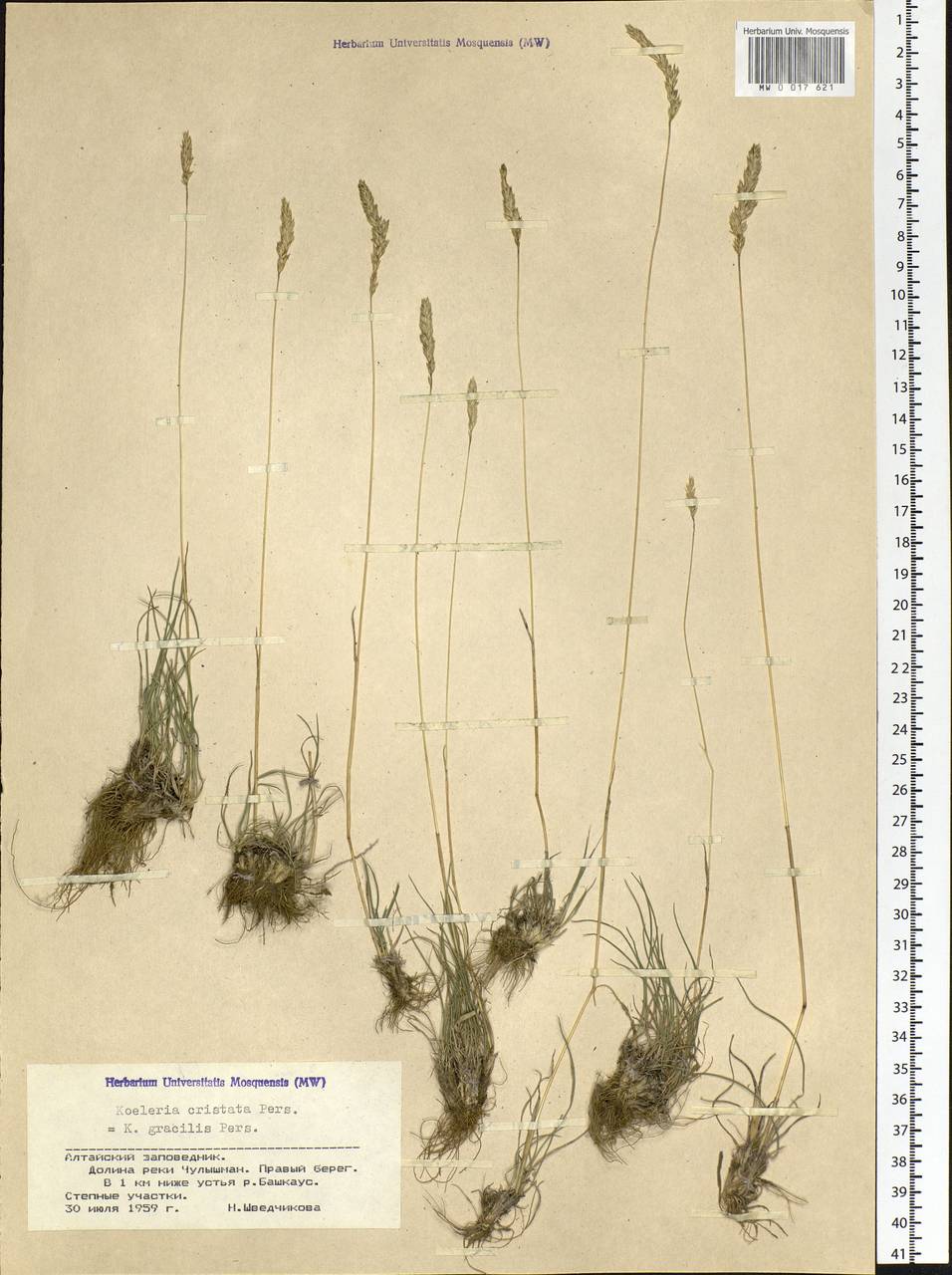 Koeleria pyramidata (Lam.) P.Beauv., Siberia, Altai & Sayany Mountains (S2) (Russia)