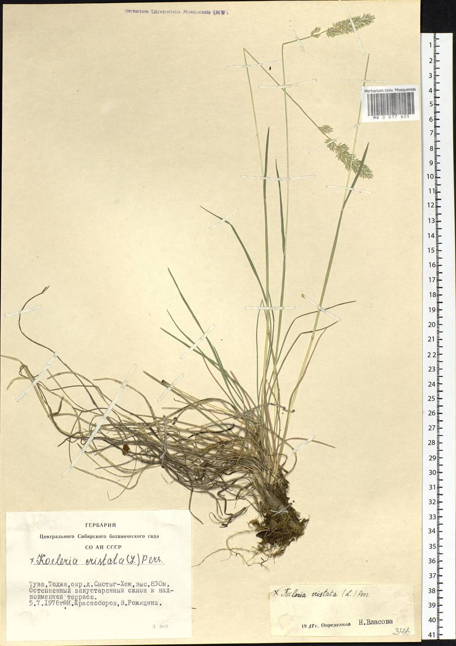 Koeleria pyramidata (Lam.) P.Beauv., Siberia, Altai & Sayany Mountains (S2) (Russia)