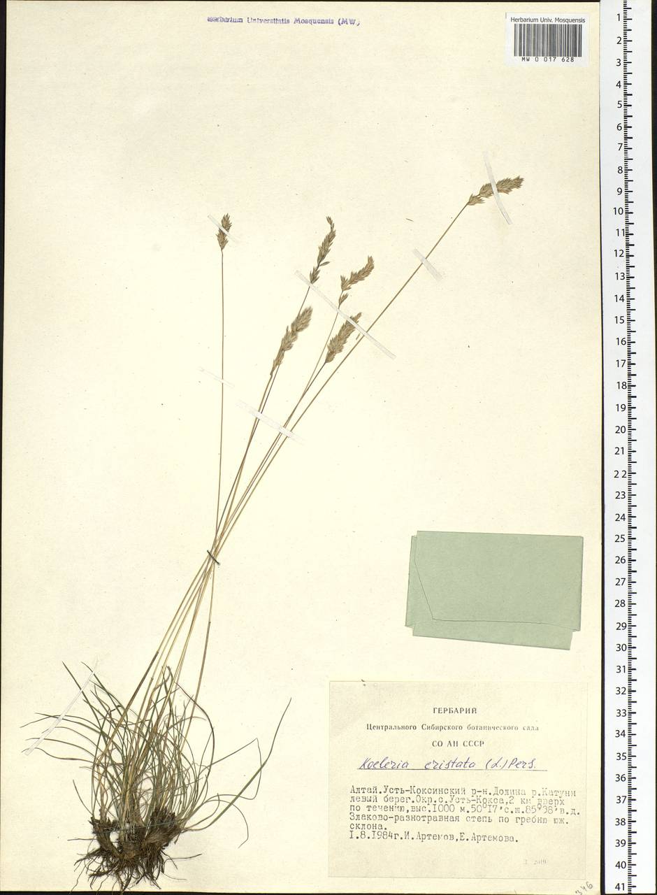 Koeleria pyramidata (Lam.) P.Beauv., Siberia, Altai & Sayany Mountains (S2) (Russia)