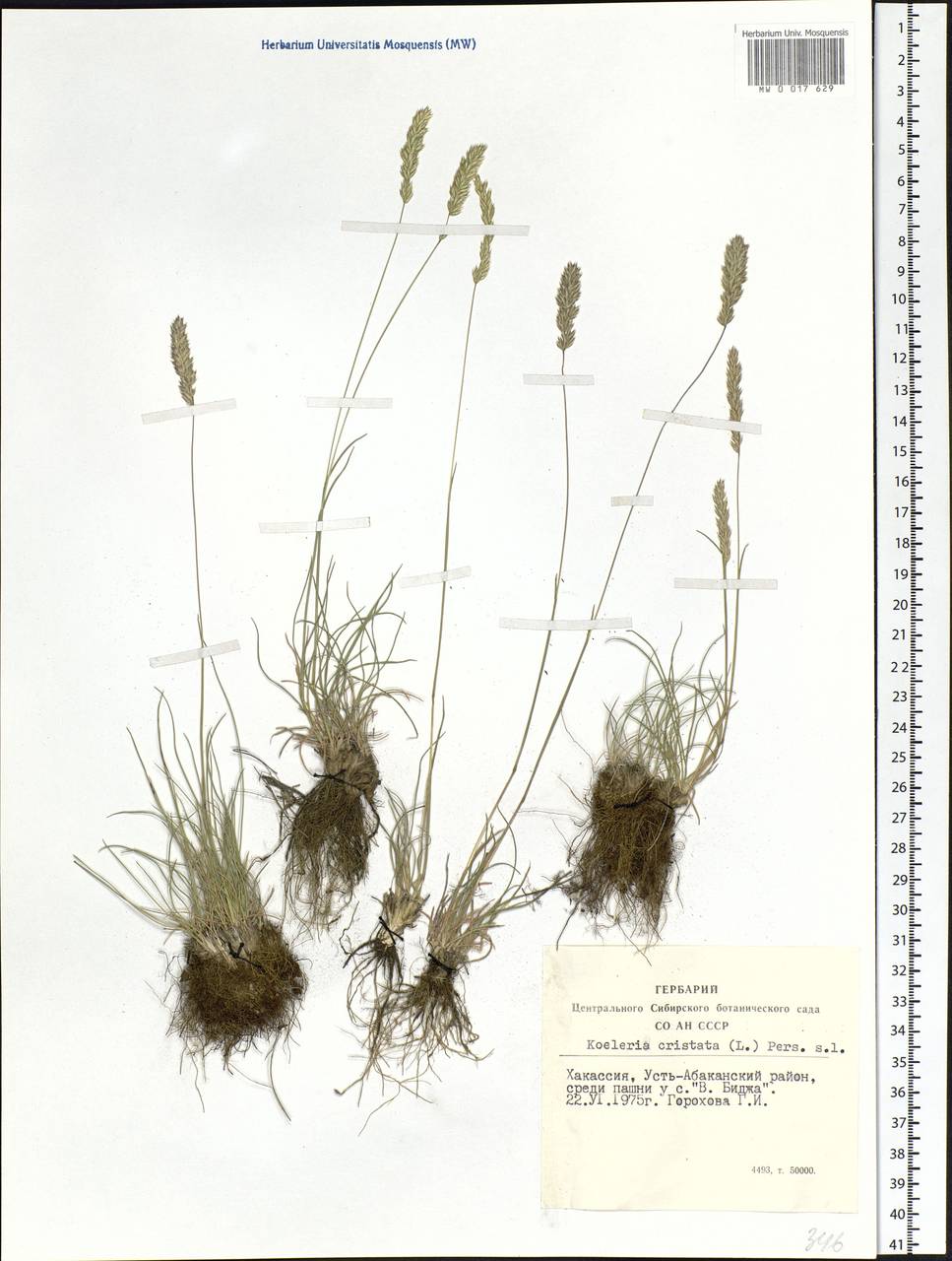 Koeleria pyramidata (Lam.) P.Beauv., Siberia, Altai & Sayany Mountains (S2) (Russia)