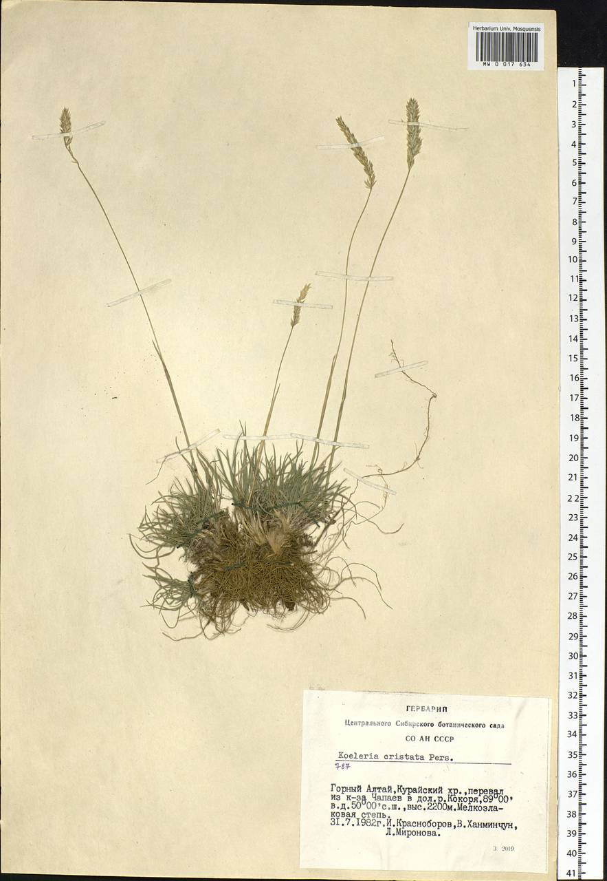 Koeleria pyramidata (Lam.) P.Beauv., Siberia, Altai & Sayany Mountains (S2) (Russia)