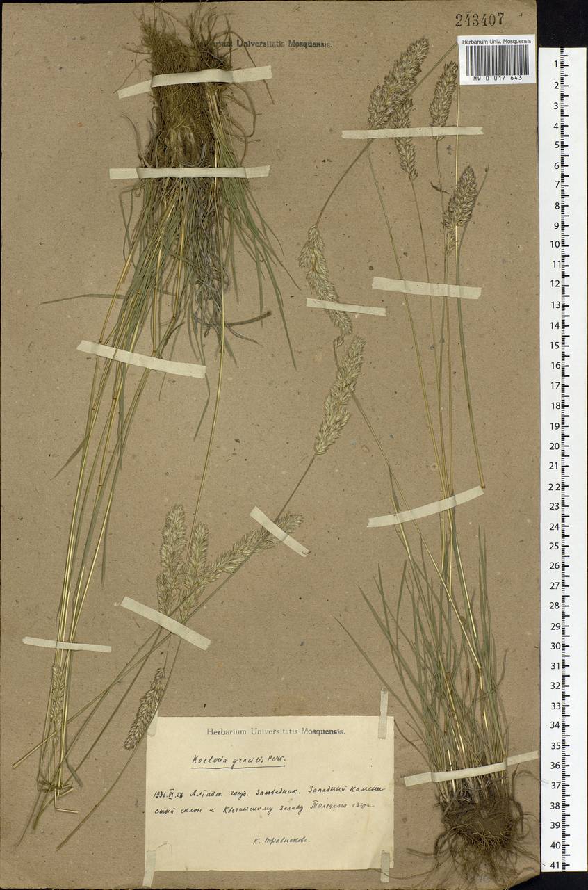 Koeleria pyramidata (Lam.) P.Beauv., Siberia, Altai & Sayany Mountains (S2) (Russia)