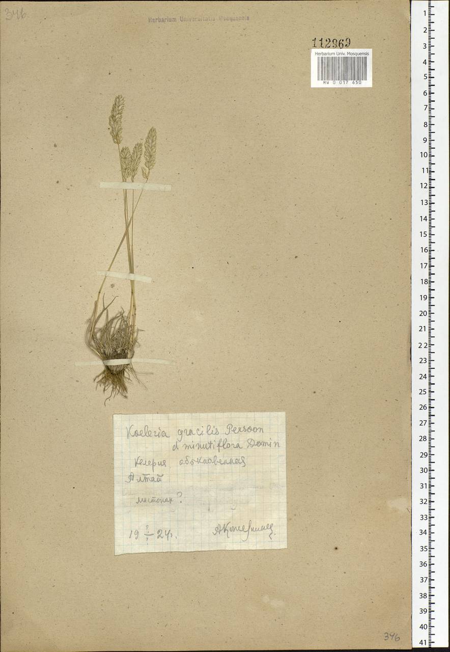 Koeleria pyramidata (Lam.) P.Beauv., Siberia, Altai & Sayany Mountains (S2) (Russia)