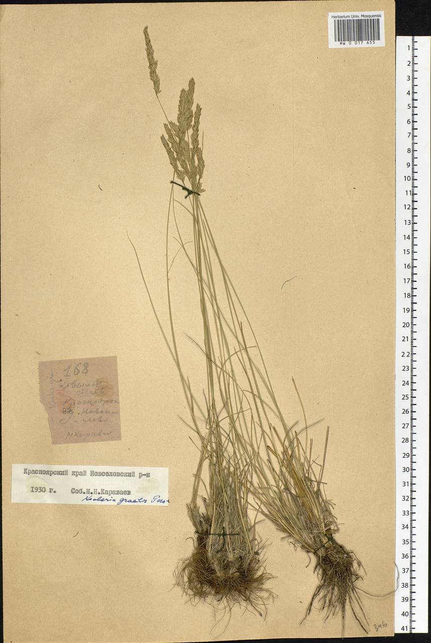 Koeleria pyramidata (Lam.) P.Beauv., Siberia, Altai & Sayany Mountains (S2) (Russia)