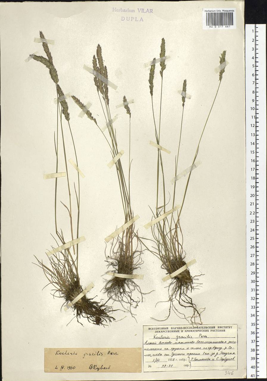 Koeleria pyramidata (Lam.) P.Beauv., Siberia, Altai & Sayany Mountains (S2) (Russia)