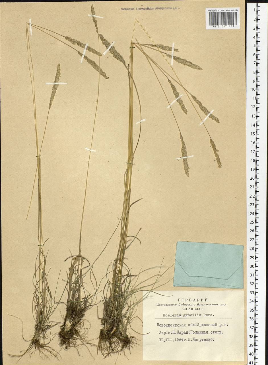 Koeleria pyramidata (Lam.) P.Beauv., Siberia, Western Siberia (S1) (Russia)
