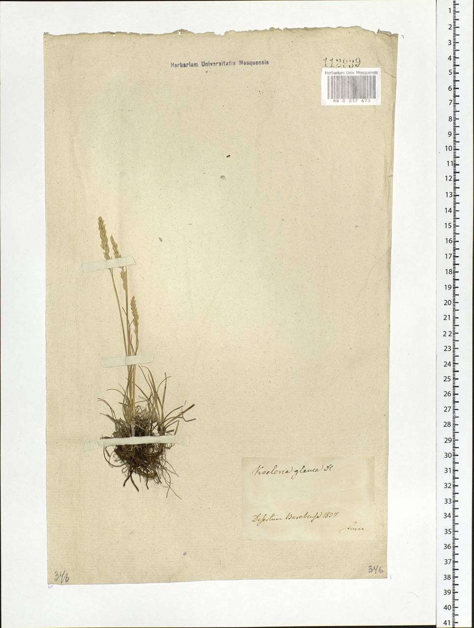 Koeleria glauca (Spreng.) DC., Siberia, Western Siberia (S1) (Russia)