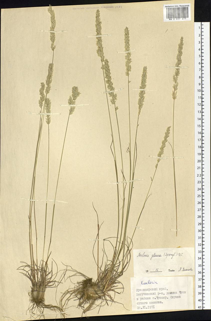 Koeleria glauca (Spreng.) DC., Siberia, Central Siberia (S3) (Russia)