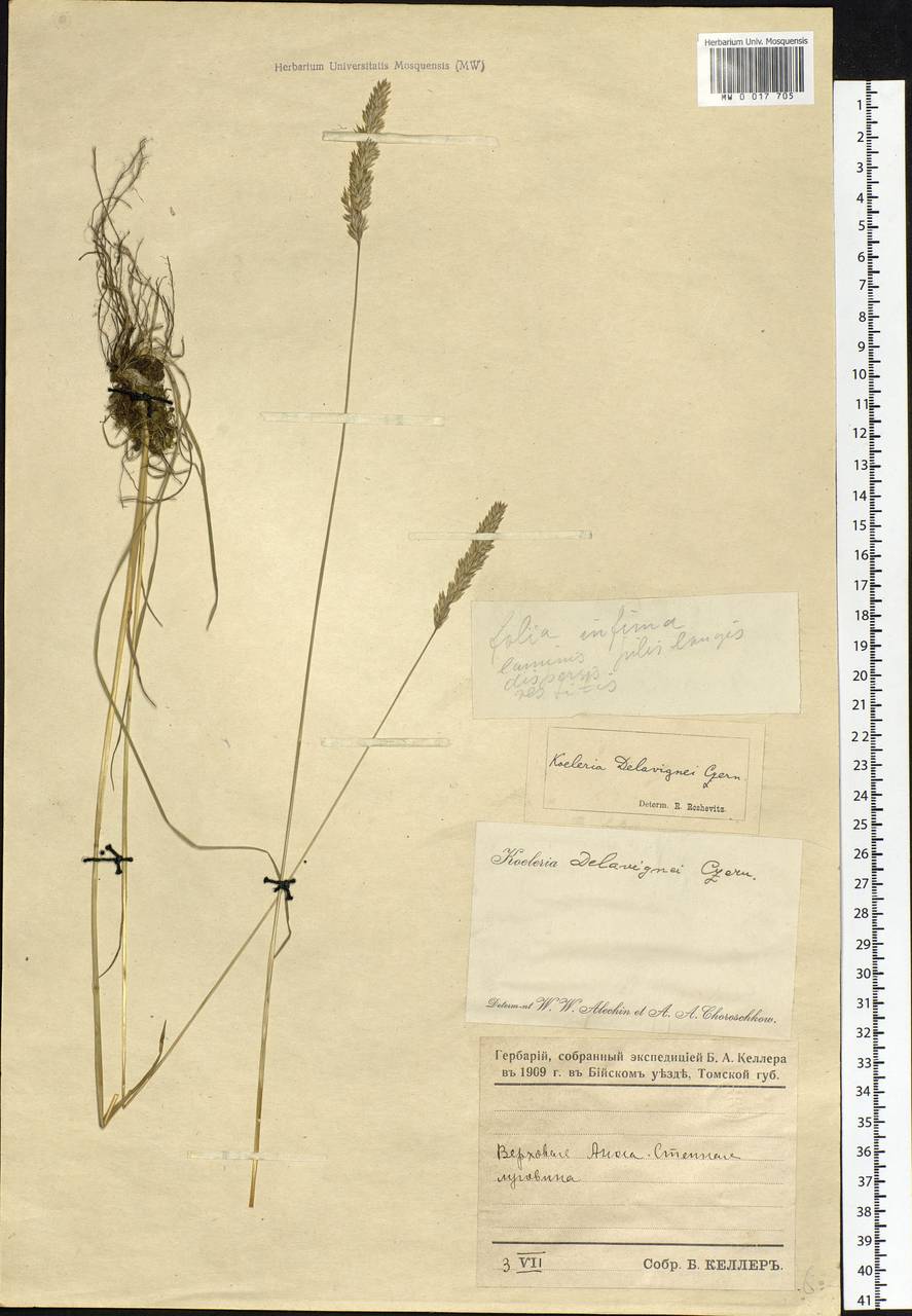 Koeleria delavignei Czern. ex Domin, Siberia, Altai & Sayany Mountains (S2) (Russia)