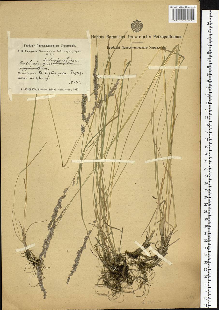 Koeleria delavignei Czern. ex Domin, Siberia, Western Siberia (S1) (Russia)