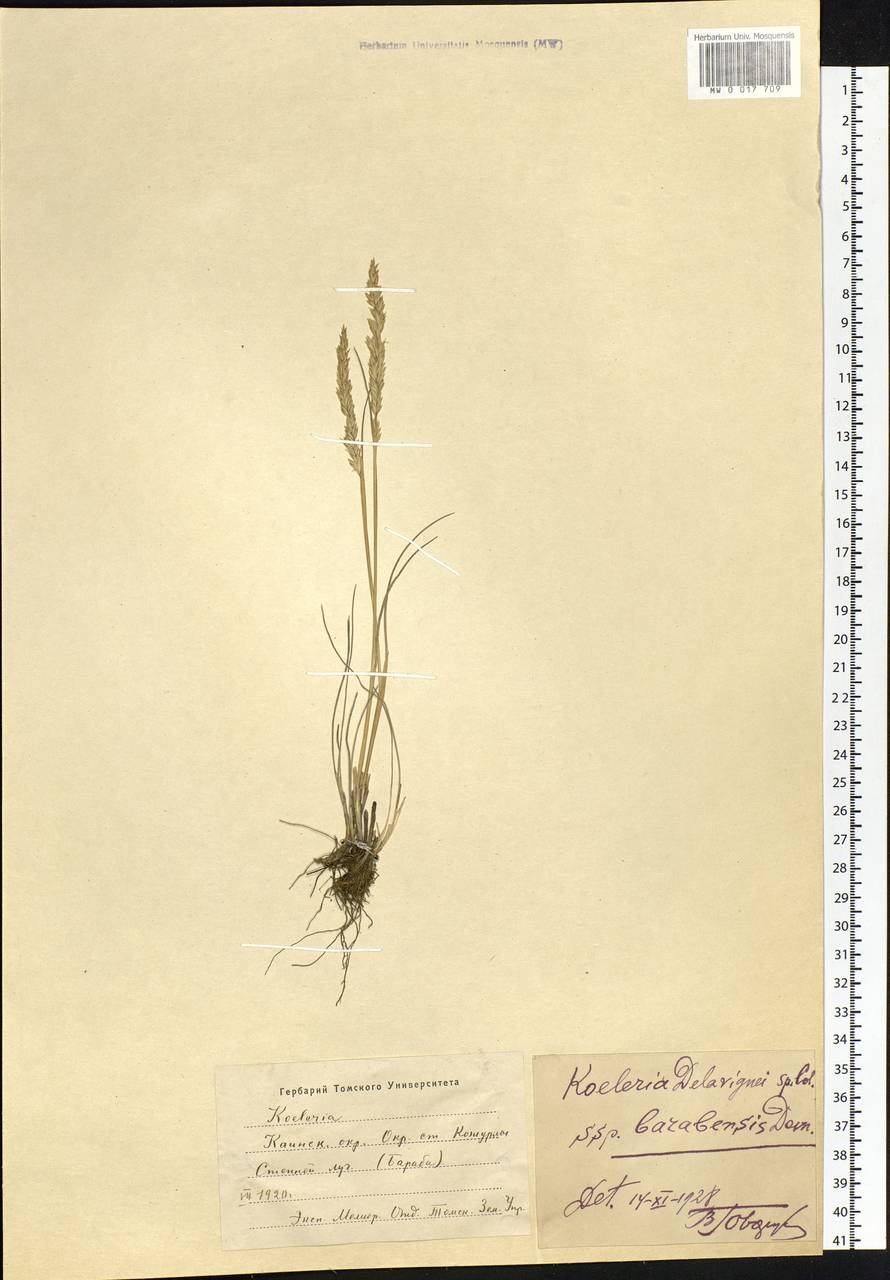 Koeleria delavignei Czern. ex Domin, Siberia, Western Siberia (S1) (Russia)