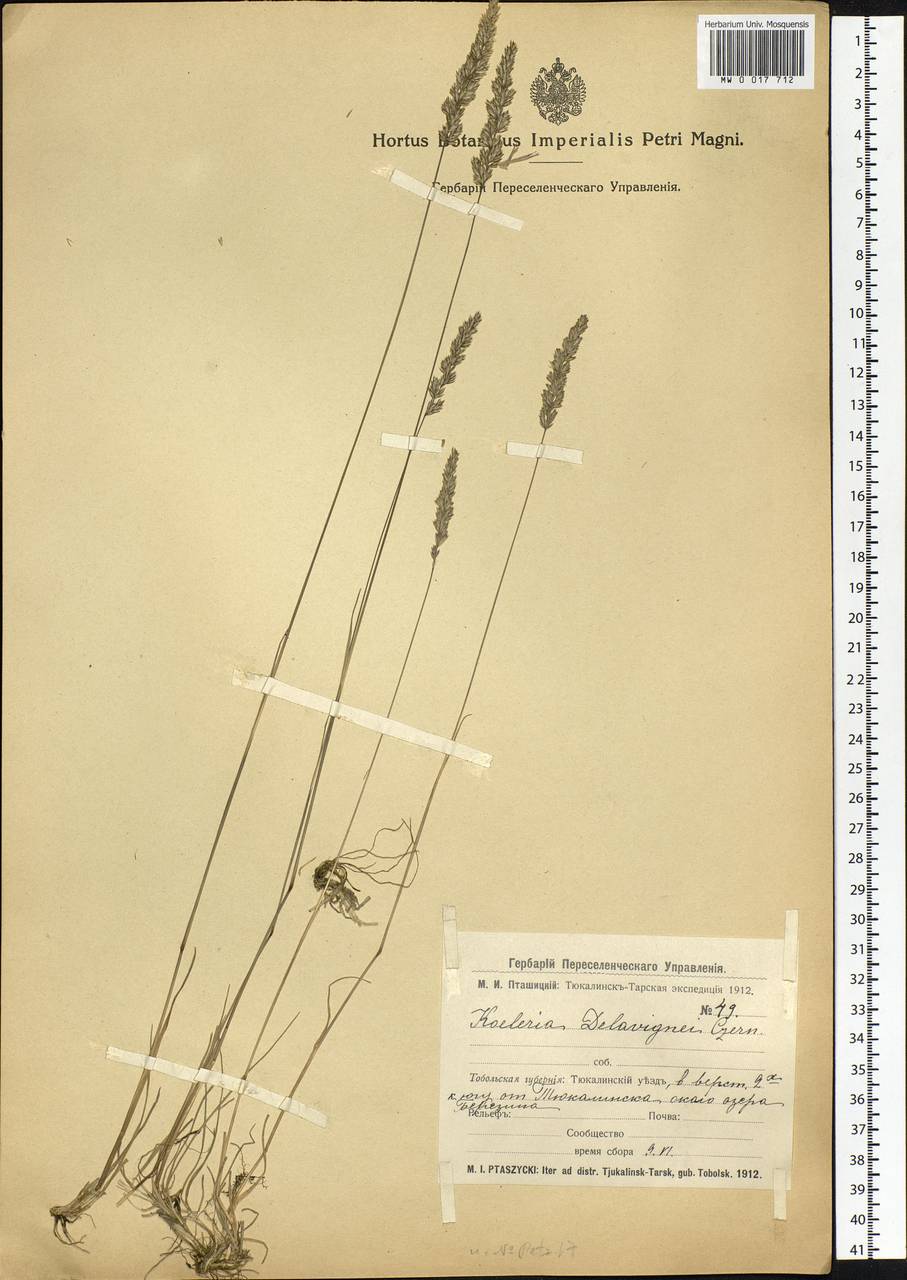 Koeleria delavignei Czern. ex Domin, Siberia, Western Siberia (S1) (Russia)