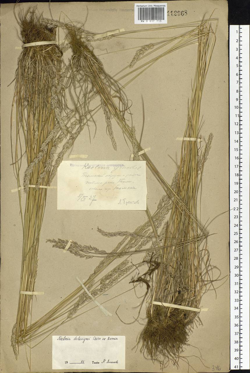 Koeleria delavignei Czern. ex Domin, Siberia, Western Siberia (S1) (Russia)