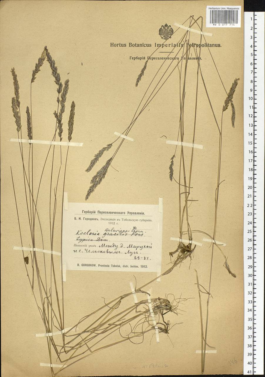 Koeleria delavignei Czern. ex Domin, Siberia, Western Siberia (S1) (Russia)