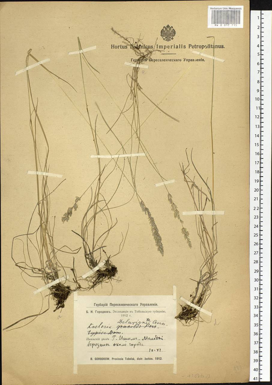 Koeleria delavignei Czern. ex Domin, Siberia, Western Siberia (S1) (Russia)