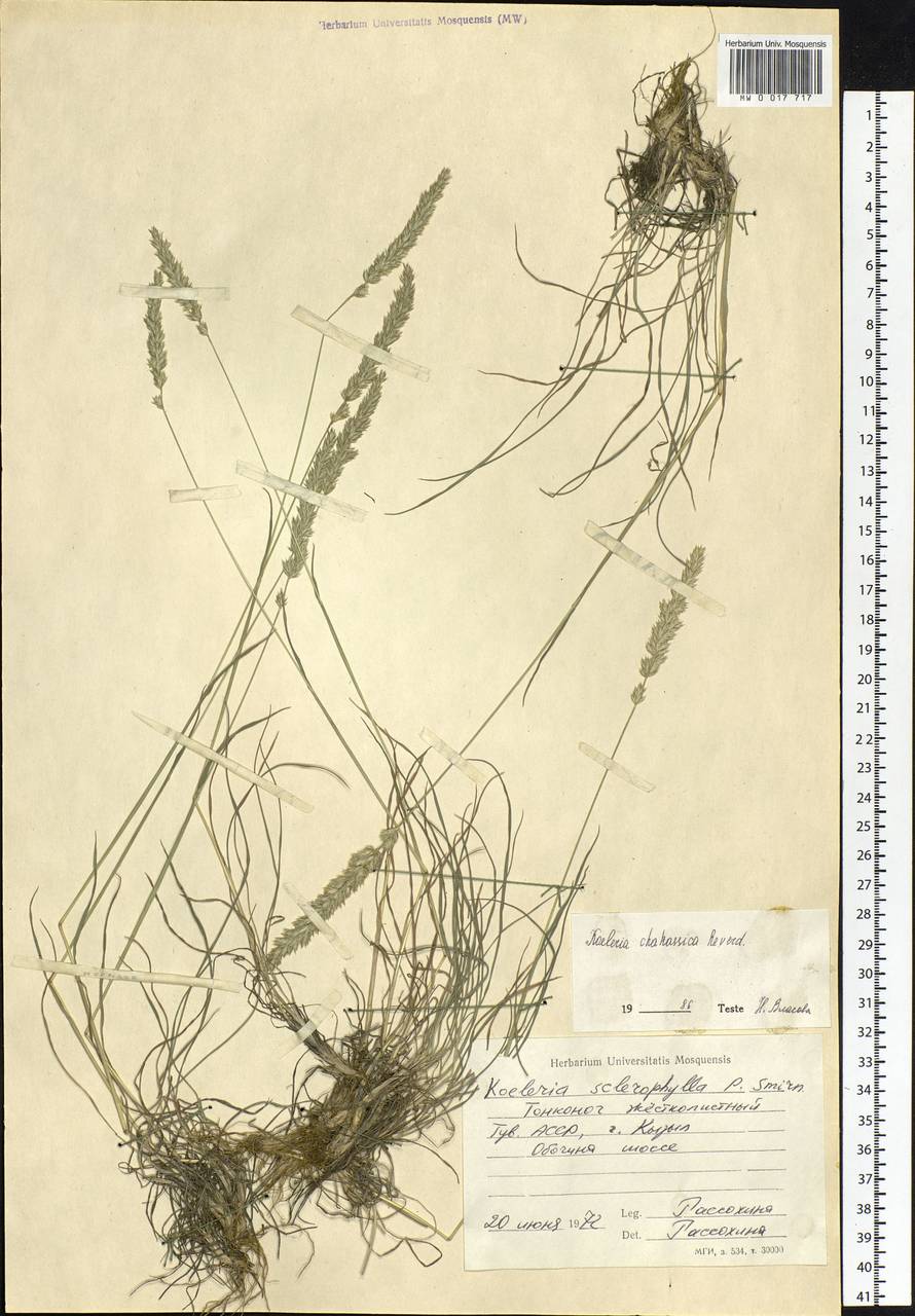 Koeleria macrantha (Ledeb.) Schult., Siberia, Altai & Sayany Mountains (S2) (Russia)