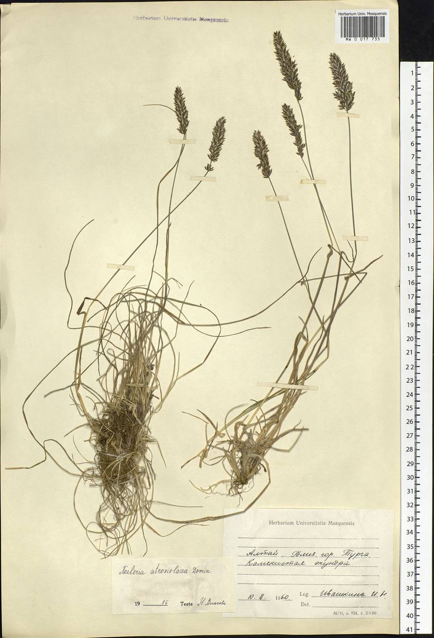MW0017735, Koeleria atroviolacea (Тонконог темно-фиолетовый), specimen Koeleria asiatica Domin, Siberia, Altai & Sayany Mountains (S2) (Russia)