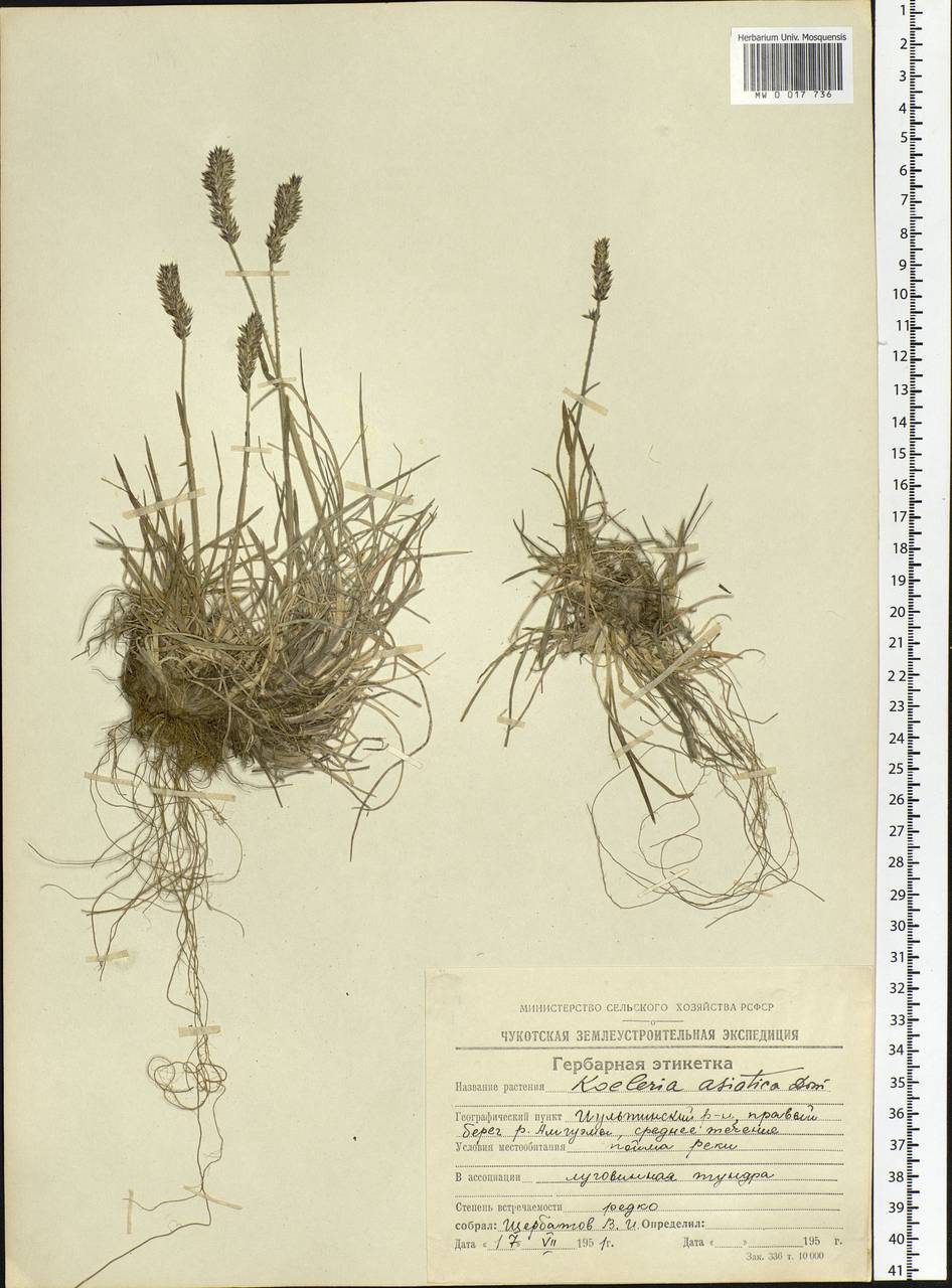Koeleria asiatica Domin, Siberia, Chukotka & Kamchatka (S7) (Russia)