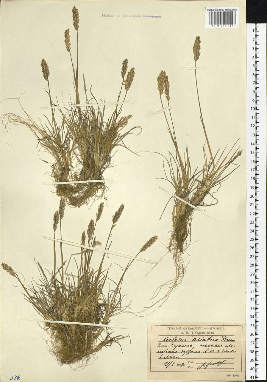 Koeleria asiatica Domin, Siberia, Chukotka & Kamchatka (S7) (Russia)