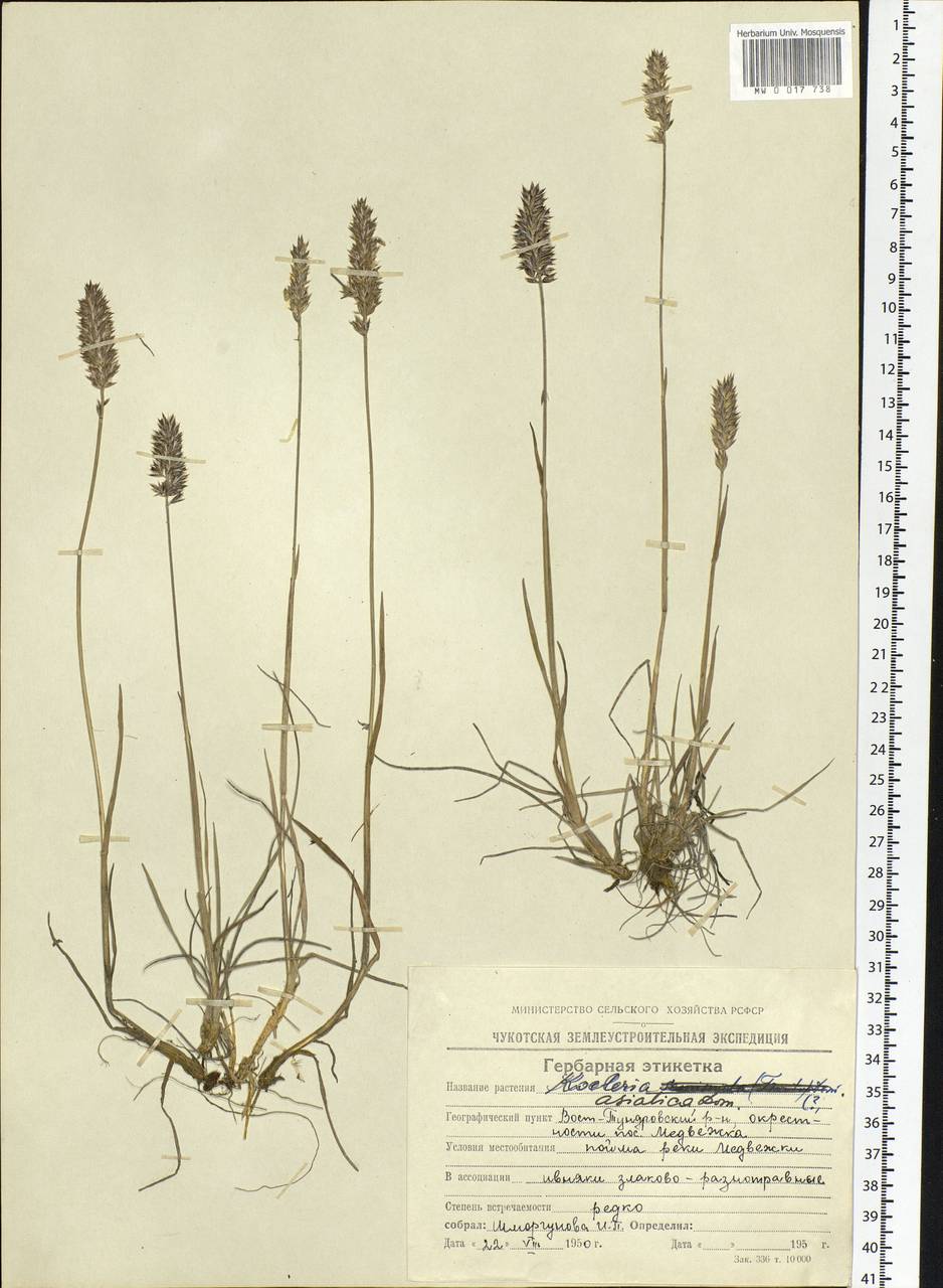 Koeleria asiatica Domin, Siberia, Chukotka & Kamchatka (S7) (Russia)