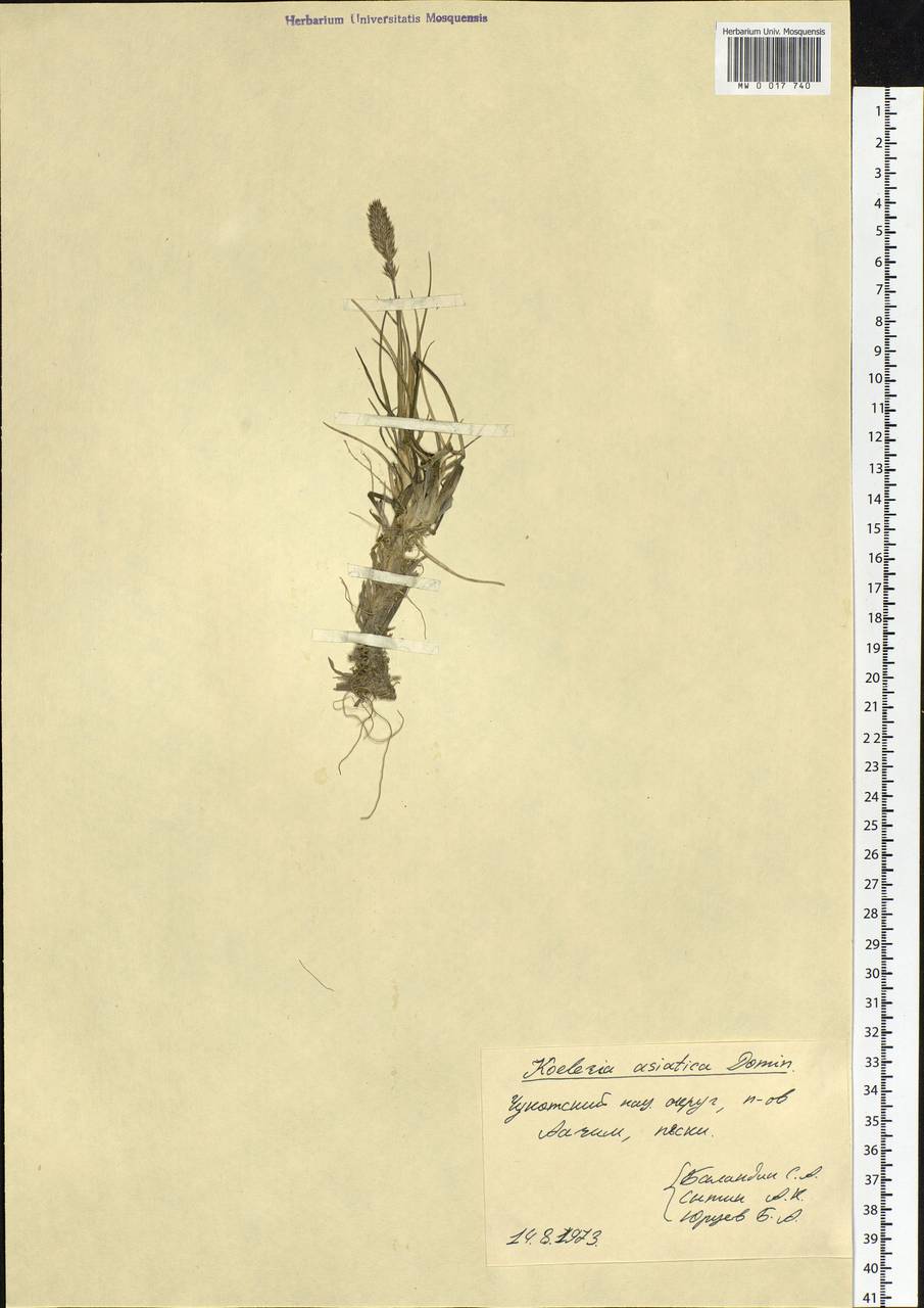 Koeleria asiatica Domin, Siberia, Chukotka & Kamchatka (S7) (Russia)