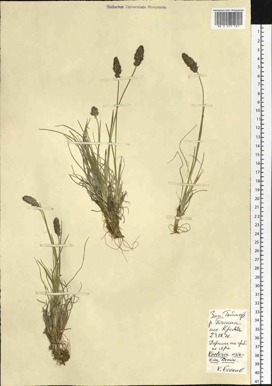 Koeleria asiatica Domin, Siberia, Central Siberia (S3) (Russia)