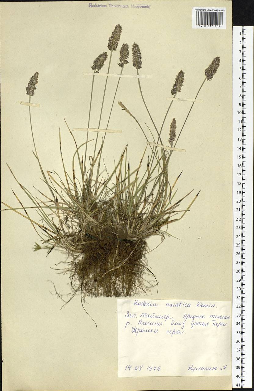Koeleria asiatica Domin, Siberia, Central Siberia (S3) (Russia)