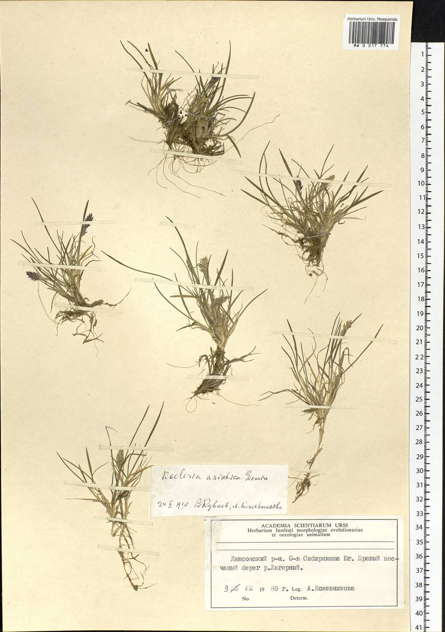 Koeleria asiatica Domin, Siberia, Central Siberia (S3) (Russia)
