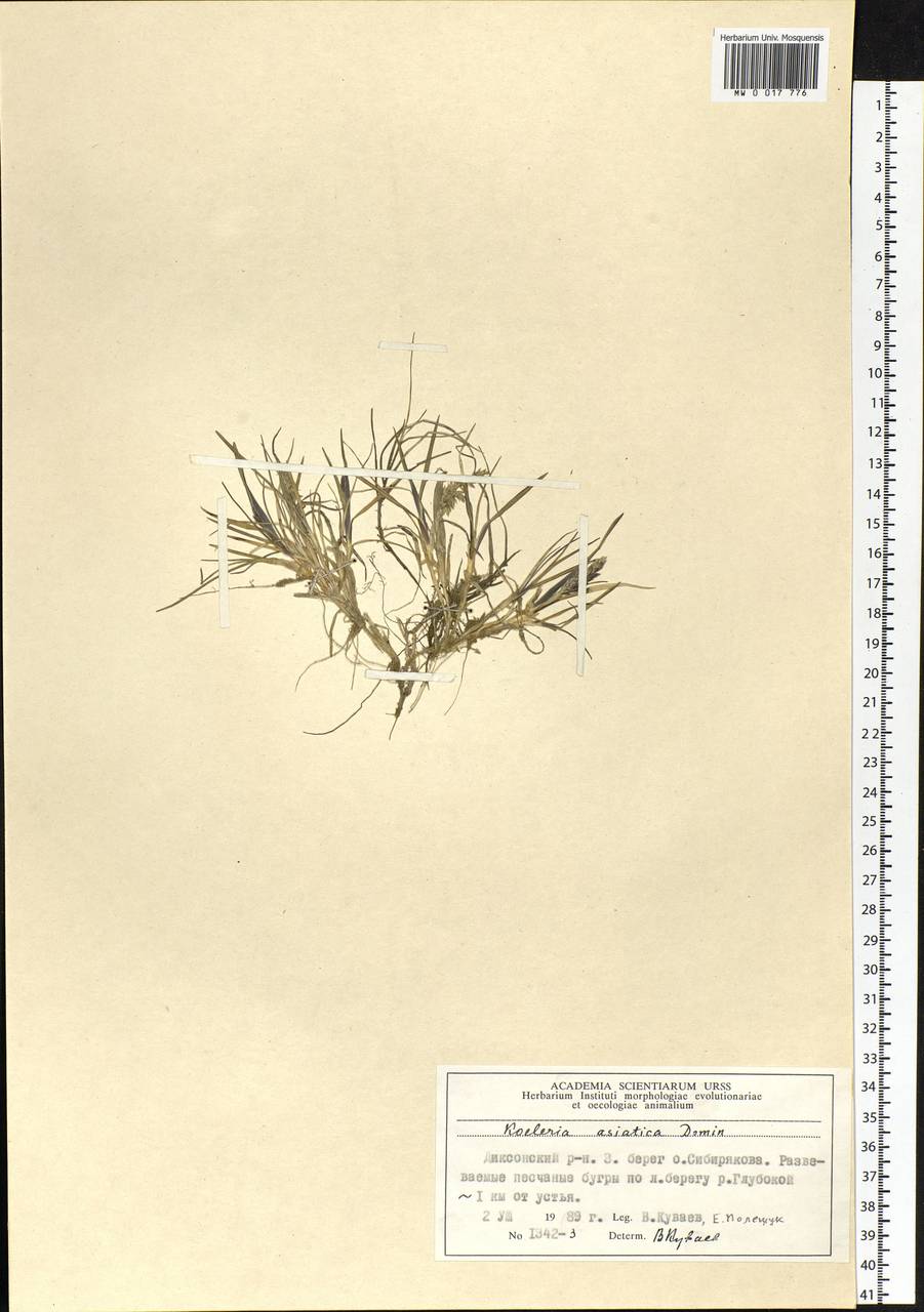 Koeleria asiatica Domin, Siberia, Central Siberia (S3) (Russia)