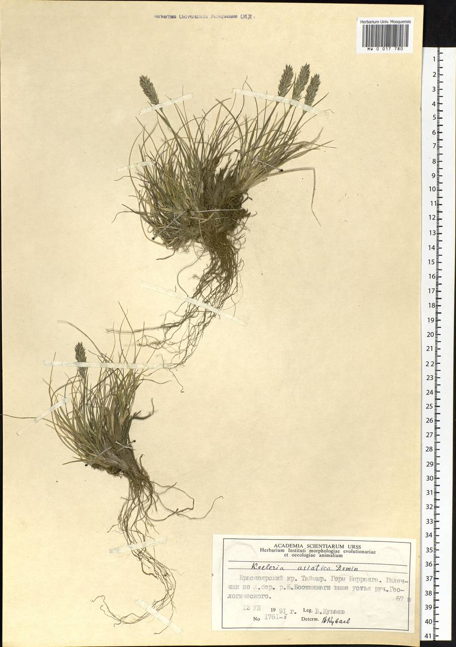 Koeleria asiatica Domin, Siberia, Central Siberia (S3) (Russia)