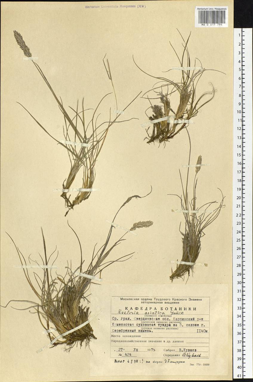 Koeleria asiatica Domin, Eastern Europe, Eastern region (E10) (Russia)