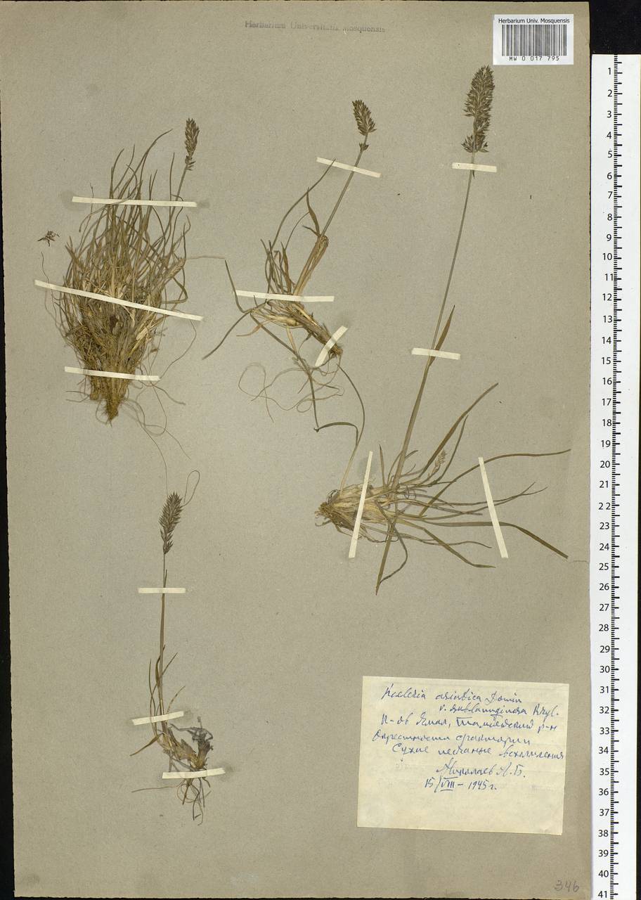 Koeleria asiatica Domin, Siberia, Western Siberia (S1) (Russia)
