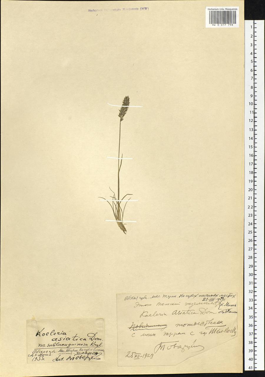 Koeleria asiatica Domin, Siberia, Western Siberia (S1) (Russia)