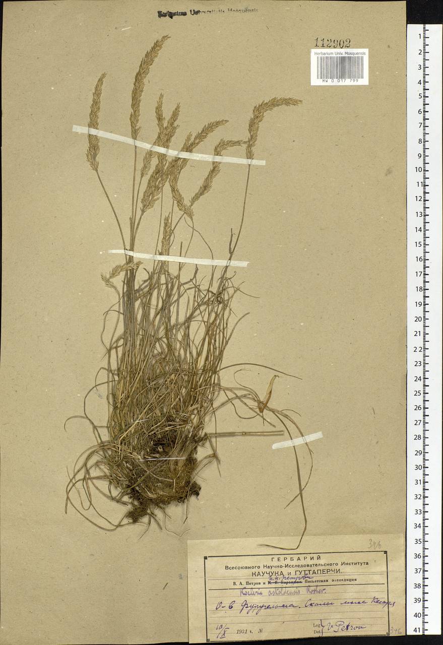 Koeleria askoldensis Roshev., Siberia, Russian Far East (S6) (Russia)