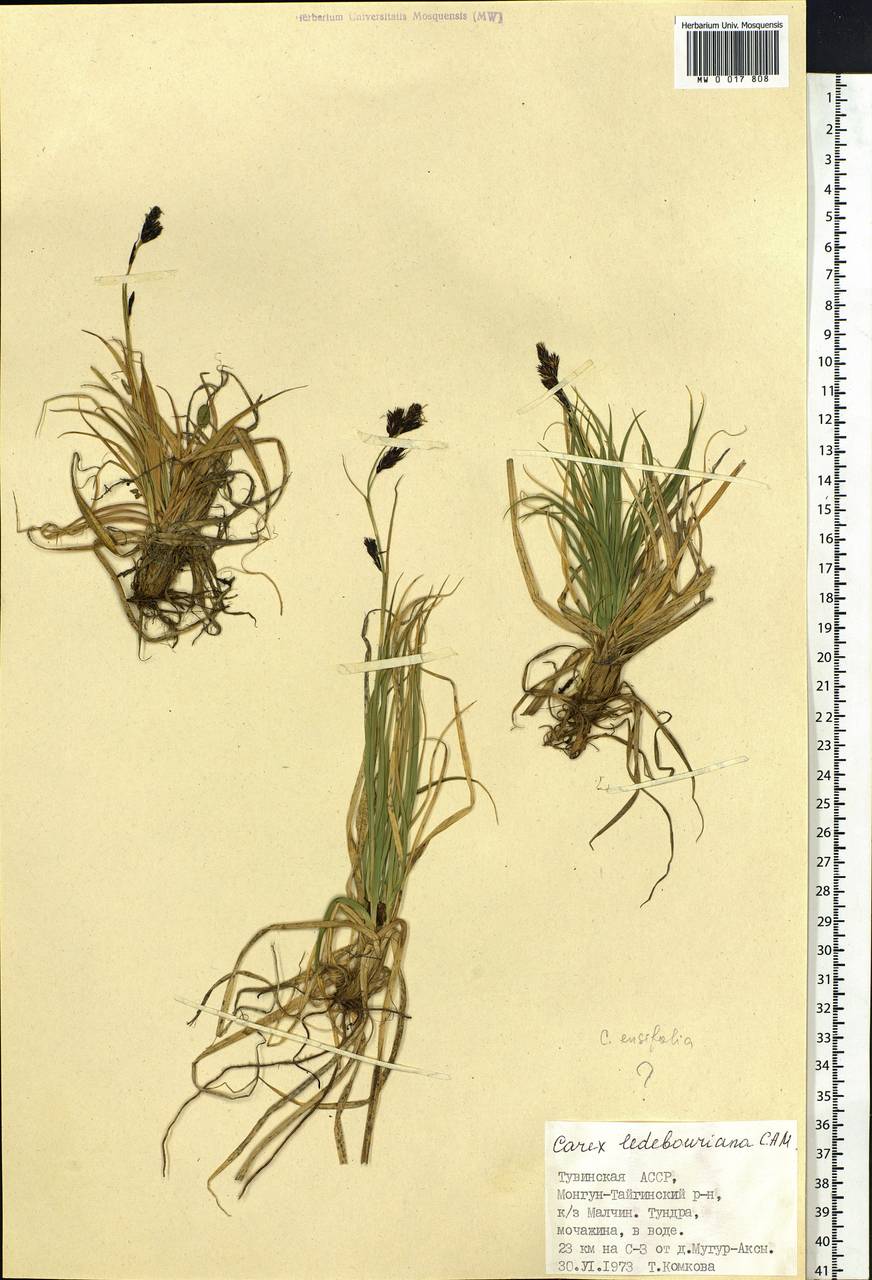 Carex bigelowii subsp. ensifolia (Turcz. ex Gorodkov) Holub, Siberia, Altai & Sayany Mountains (S2) (Russia)