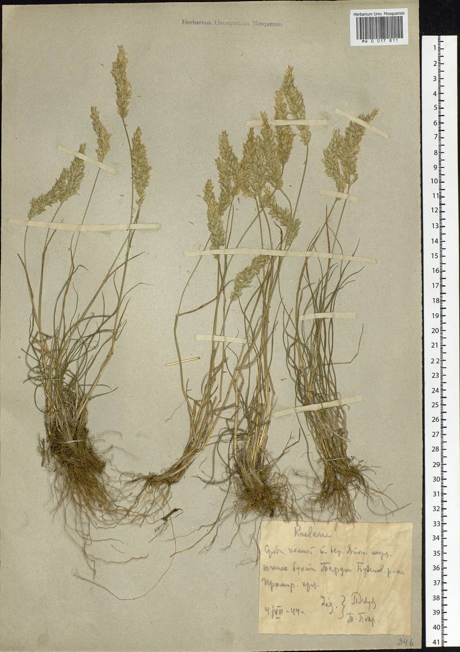Koeleria askoldensis Roshev., Siberia, Russian Far East (S6) (Russia)