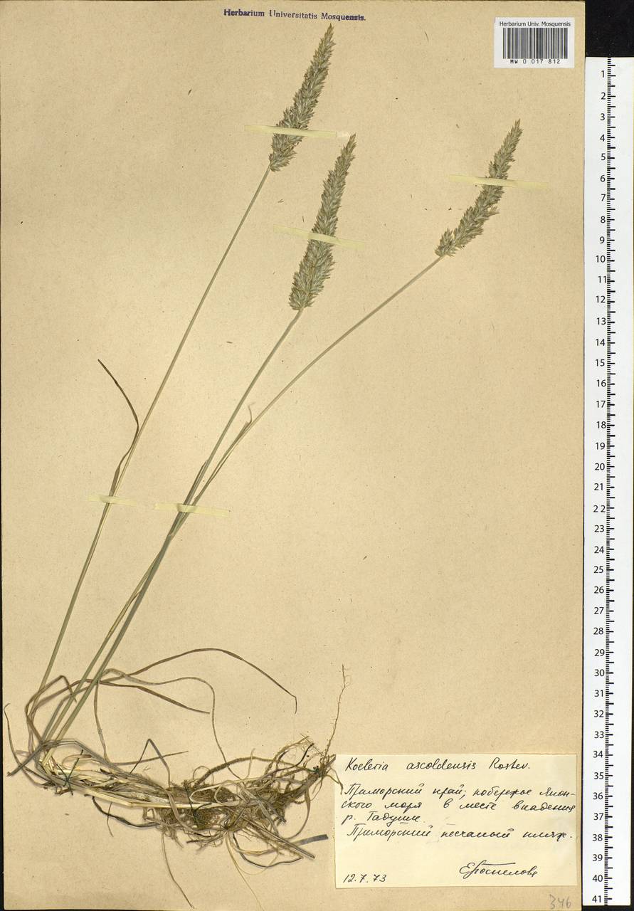 Koeleria askoldensis Roshev., Siberia, Russian Far East (S6) (Russia)