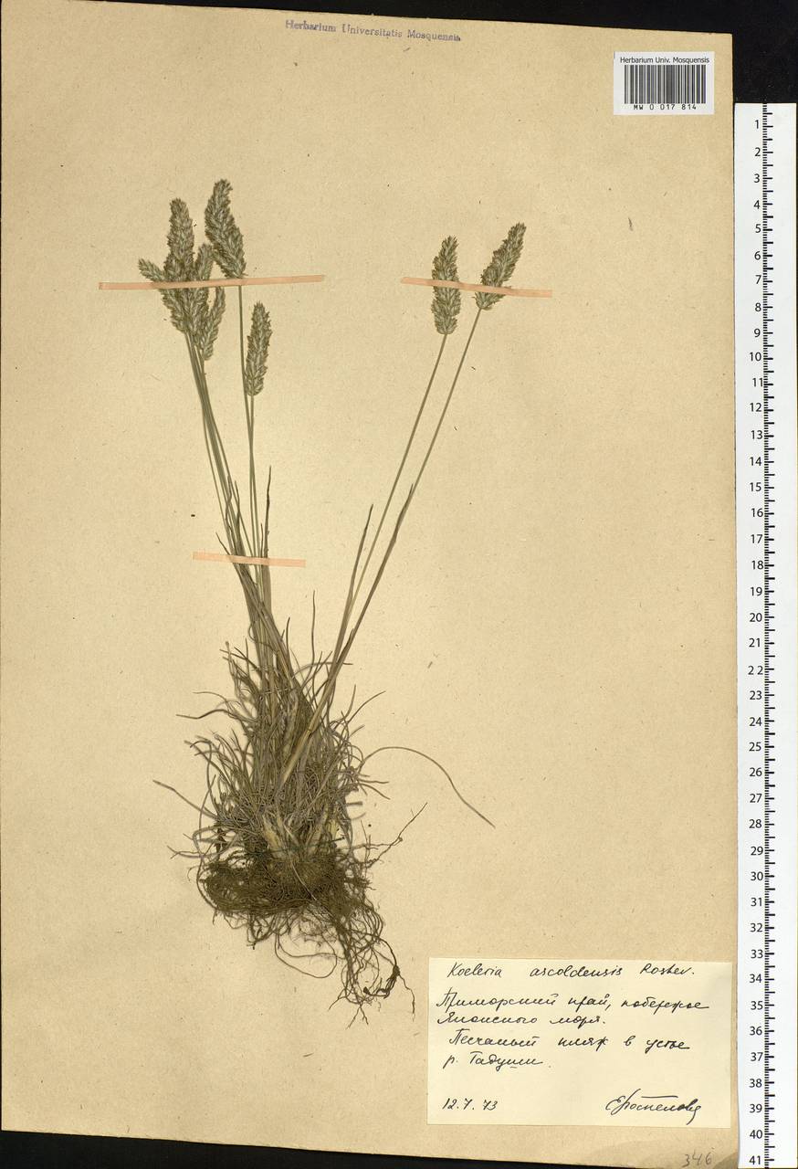 Koeleria askoldensis Roshev., Siberia, Russian Far East (S6) (Russia)