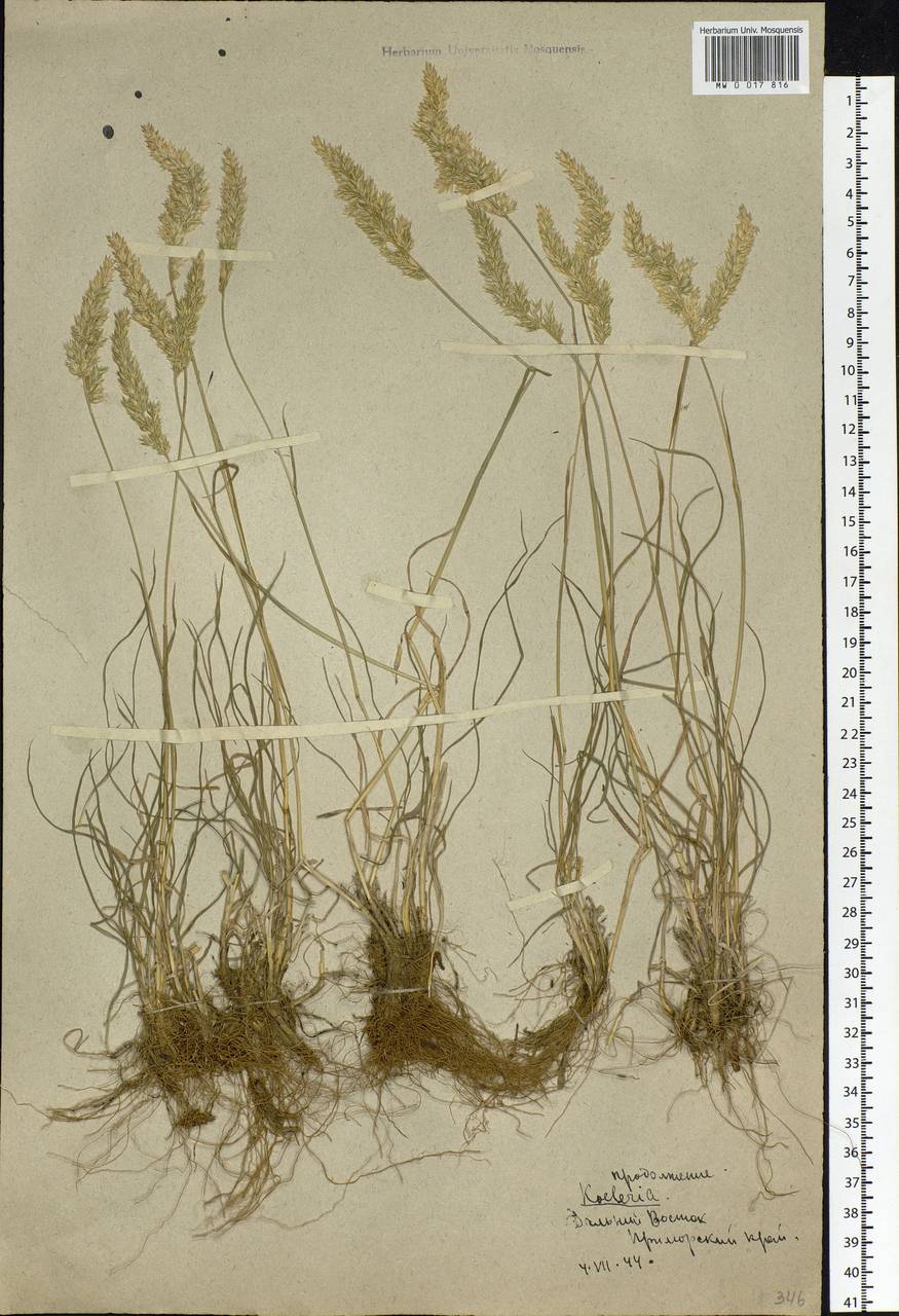 Koeleria askoldensis Roshev., Siberia, Russian Far East (S6) (Russia)