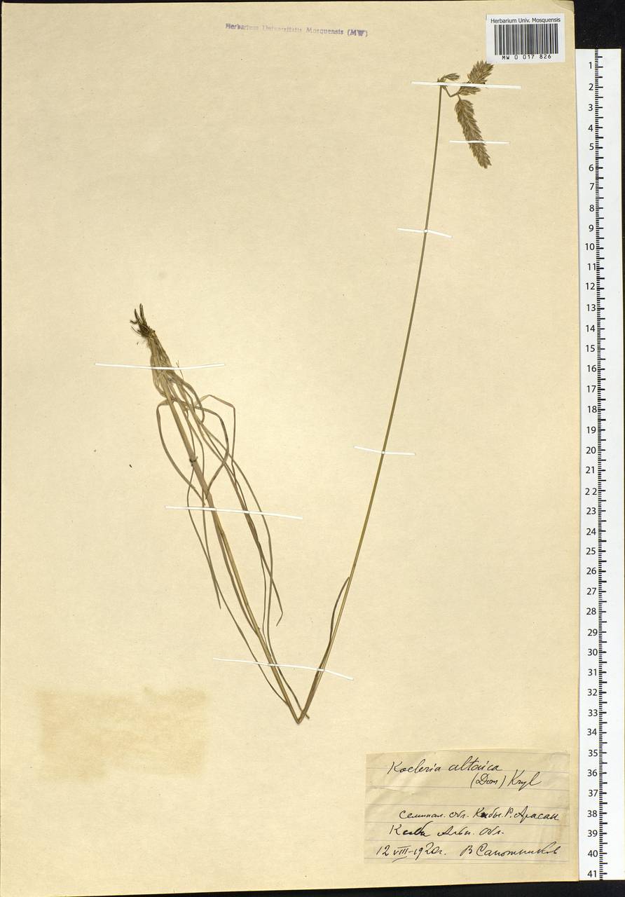 Koeleria altaica (Domin) Krylov, Siberia, Western (Kazakhstan) Altai Mountains (S2a) (Kazakhstan)