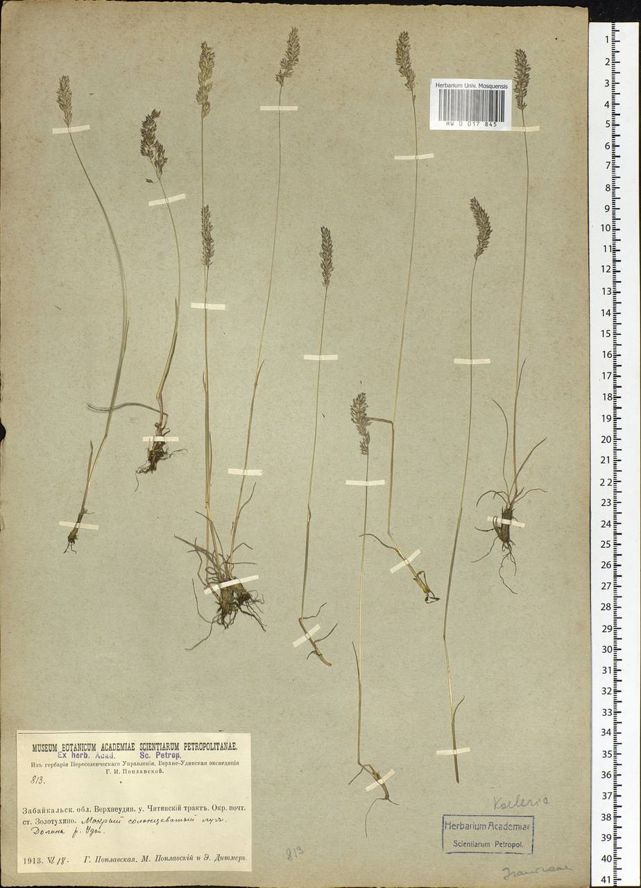 Koeleria, Siberia, Baikal & Transbaikal region (S4) (Russia)