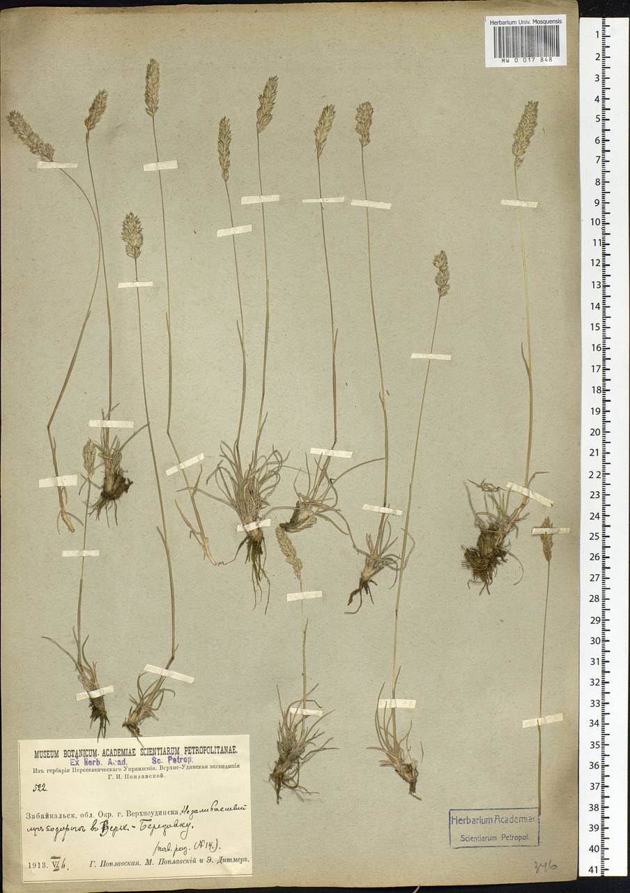 Koeleria, Siberia, Baikal & Transbaikal region (S4) (Russia)