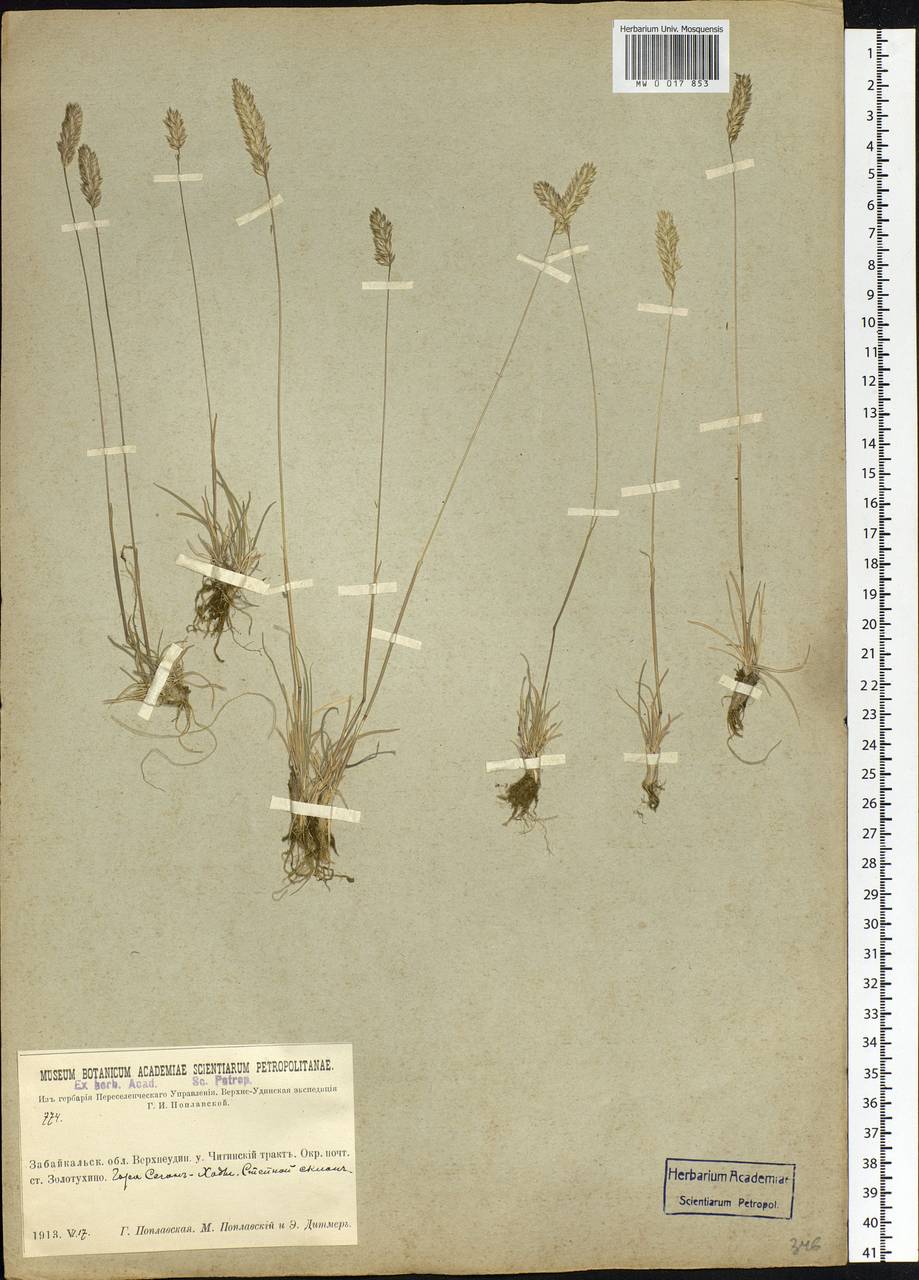 Koeleria, Siberia, Baikal & Transbaikal region (S4) (Russia)