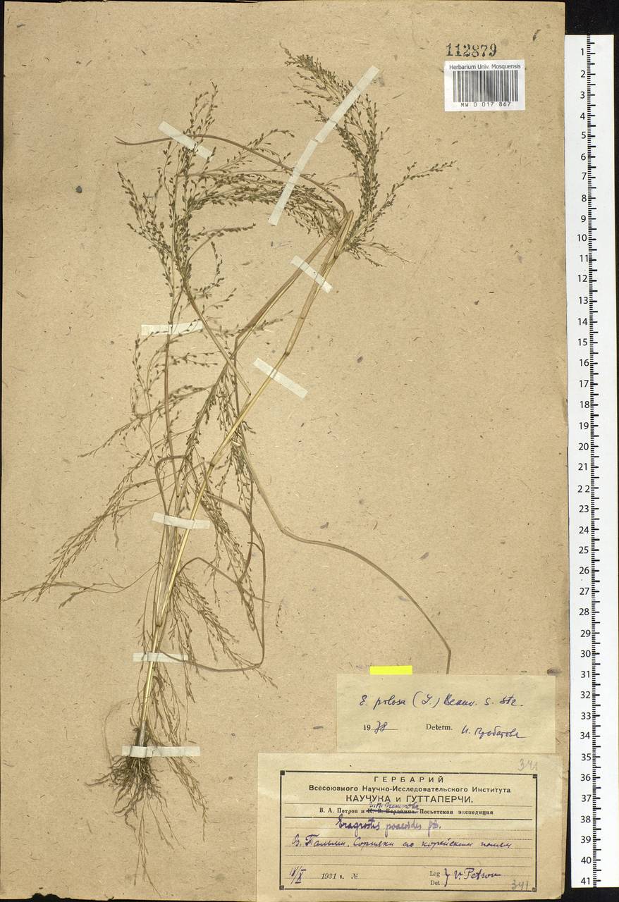 Eragrostis pilosa (L.) P.Beauv., Siberia, Russian Far East (S6) (Russia)