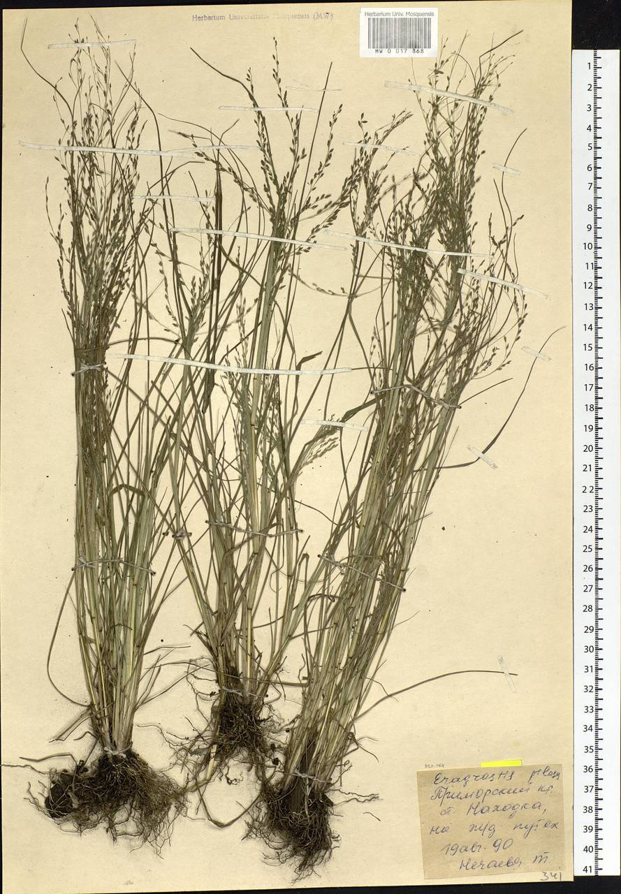 Eragrostis pilosa (L.) P.Beauv., Siberia, Russian Far East (S6) (Russia)