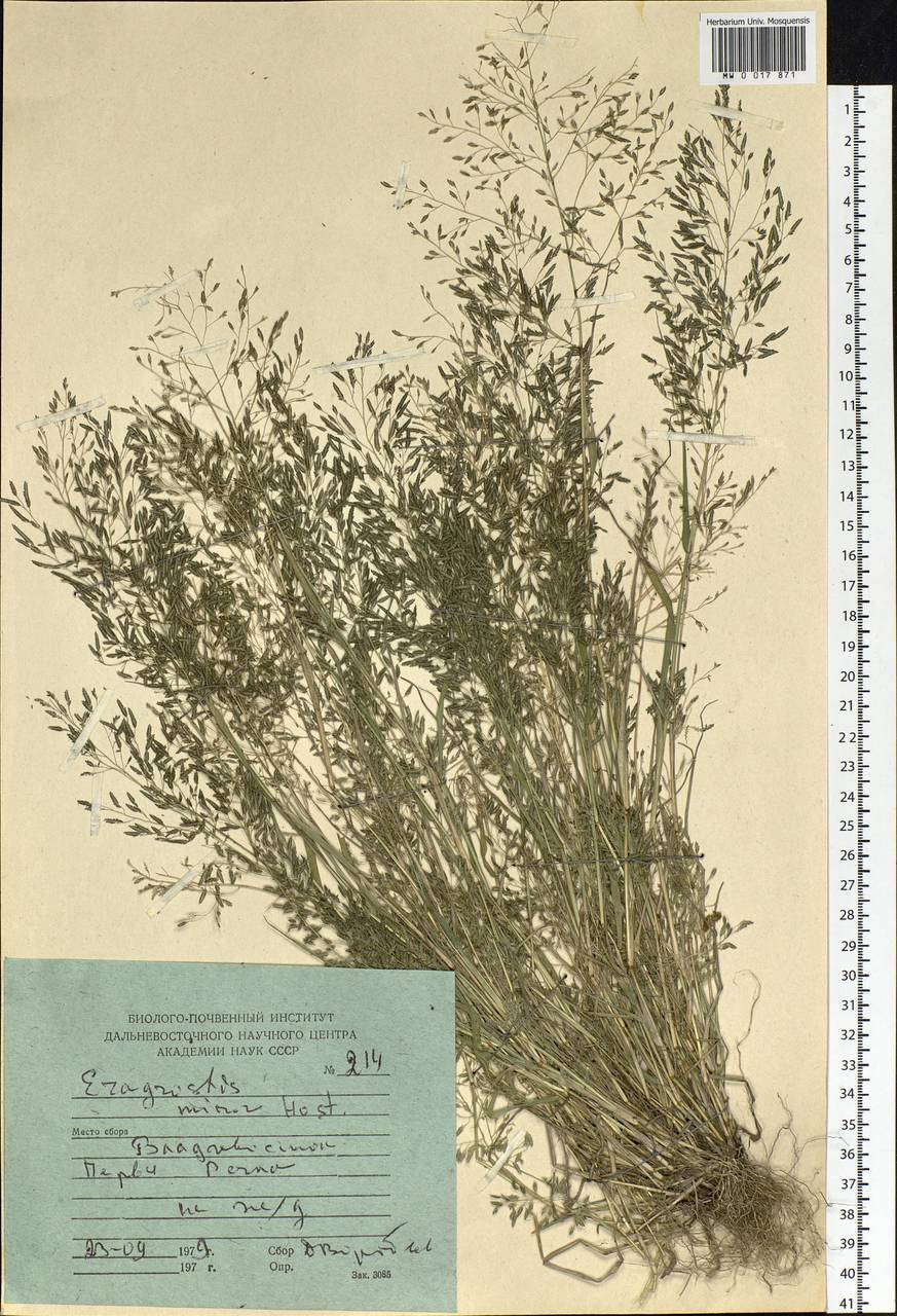 Eragrostis minor Host, Siberia, Russian Far East (S6) (Russia)
