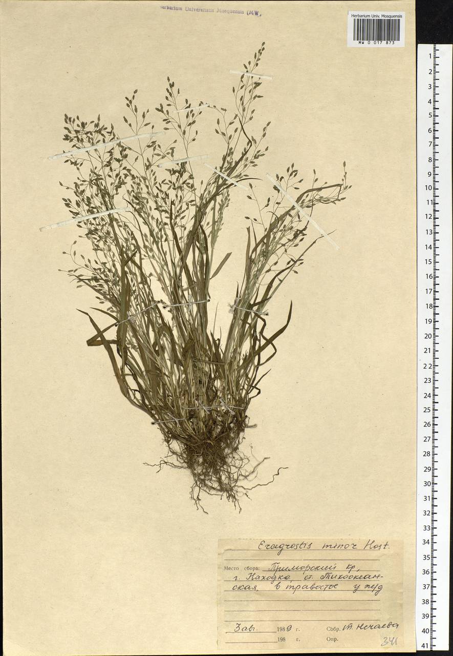 Eragrostis minor Host, Siberia, Russian Far East (S6) (Russia)