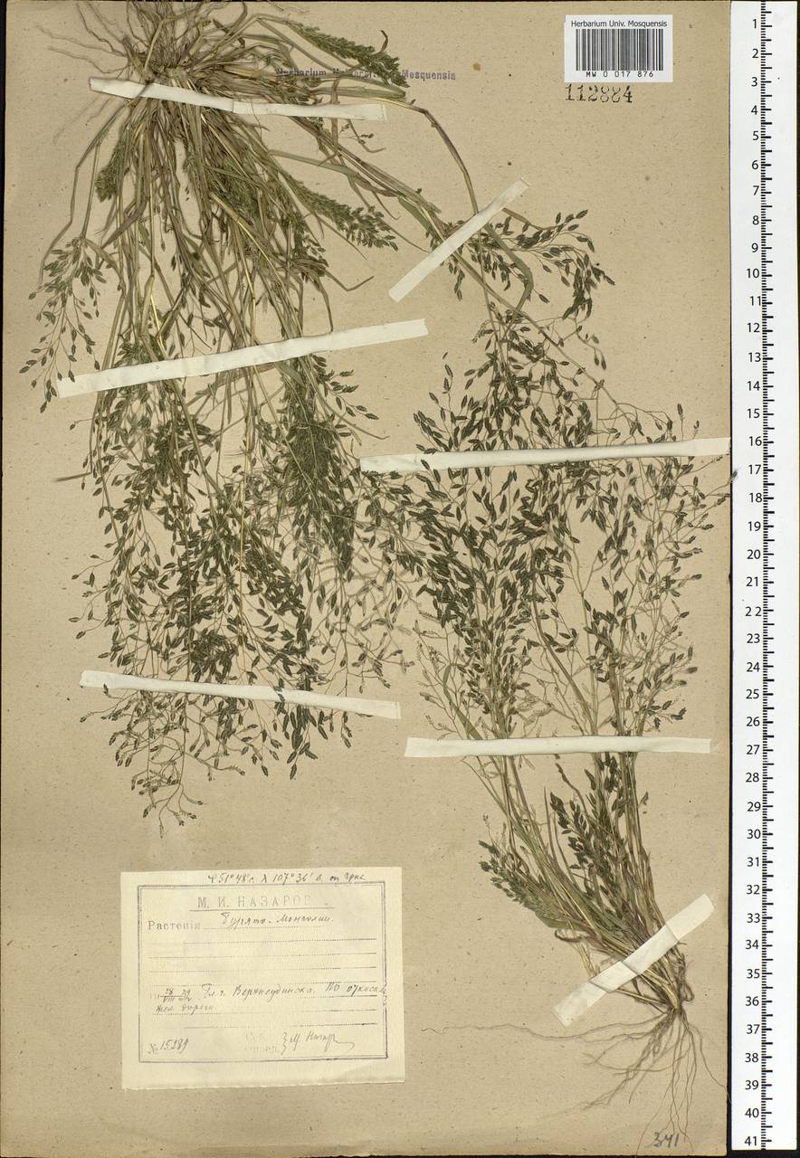 Eragrostis minor Host, Siberia, Baikal & Transbaikal region (S4) (Russia)