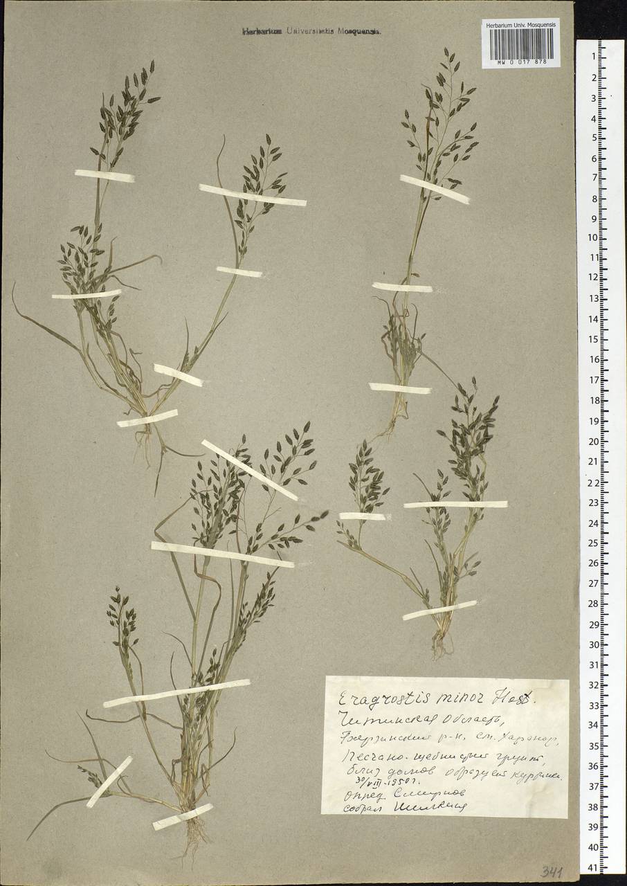 Eragrostis minor Host, Siberia, Baikal & Transbaikal region (S4) (Russia)