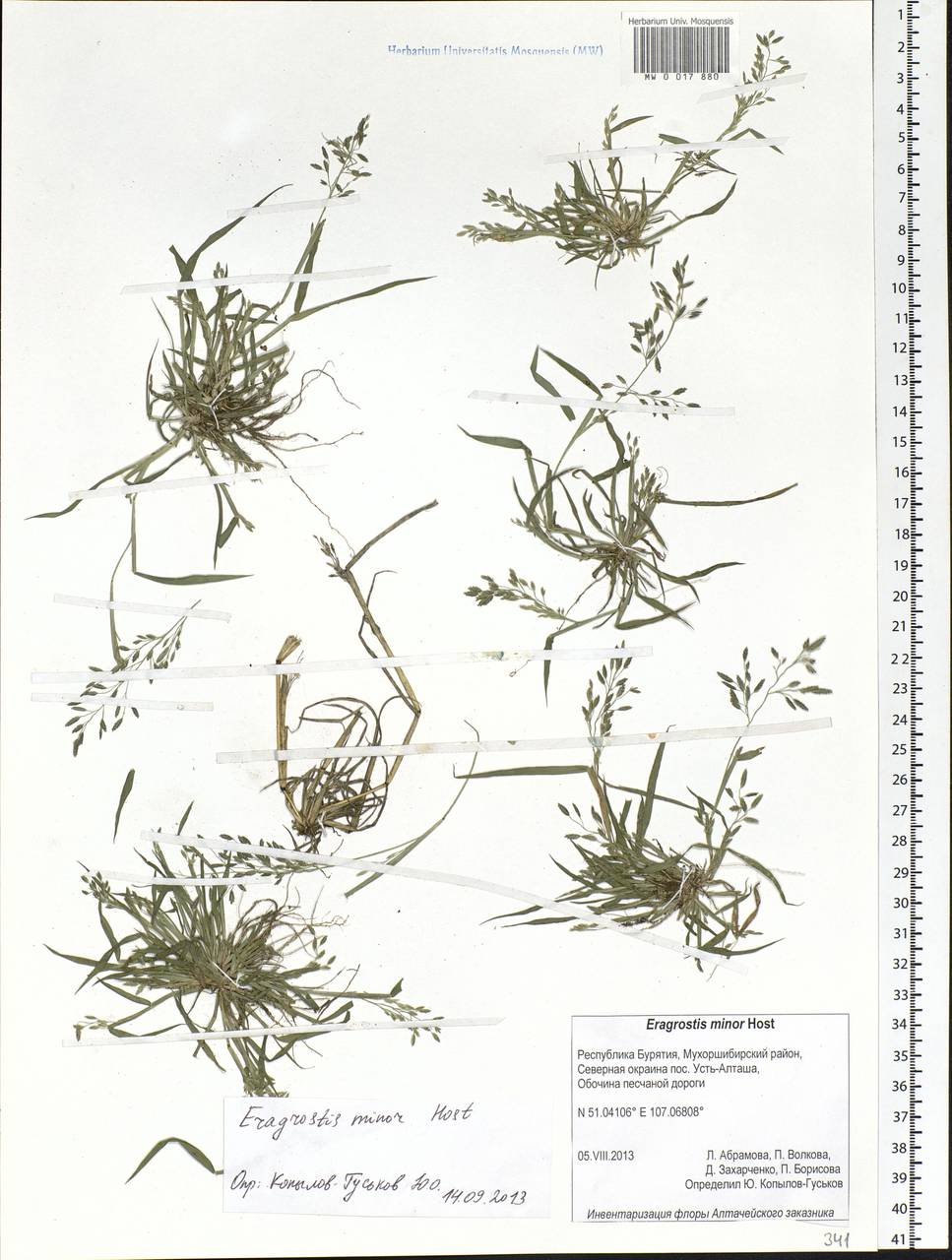 Eragrostis minor Host, Siberia, Baikal & Transbaikal region (S4) (Russia)
